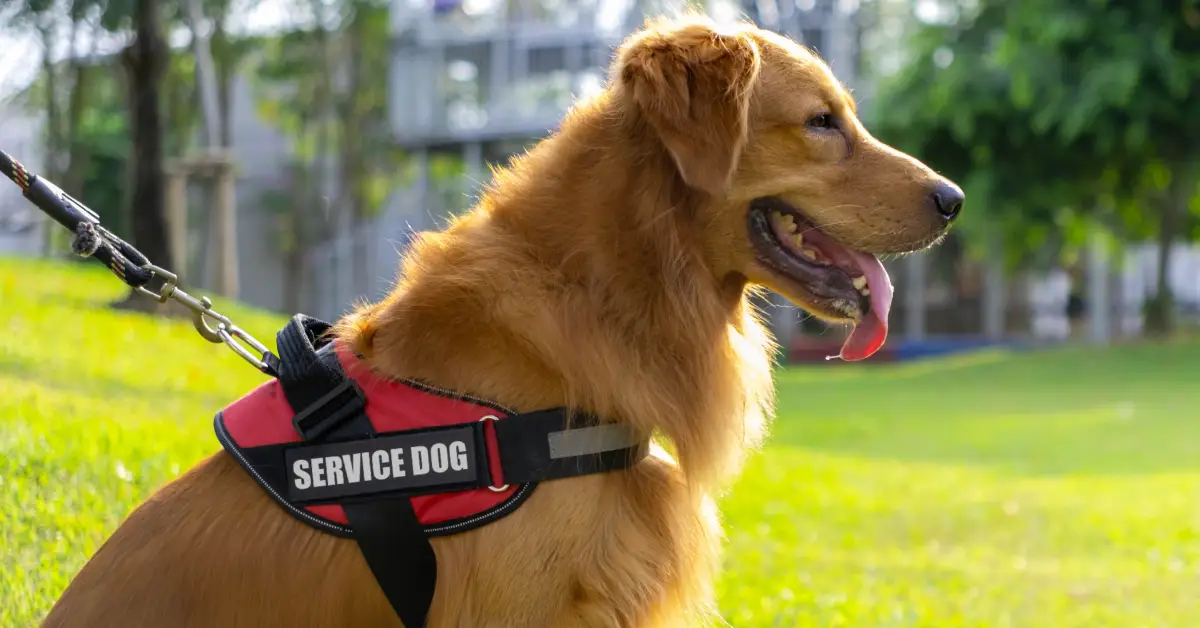 Golden retriever service dog wearing red and black vest in outdoor setting